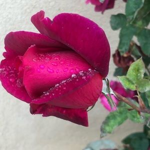 Meet your Posher, Dontae